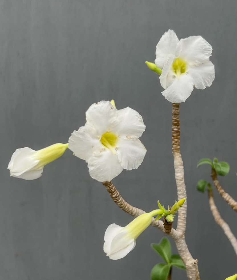 Adenium socotranum White flower 6 Pieces Seeds