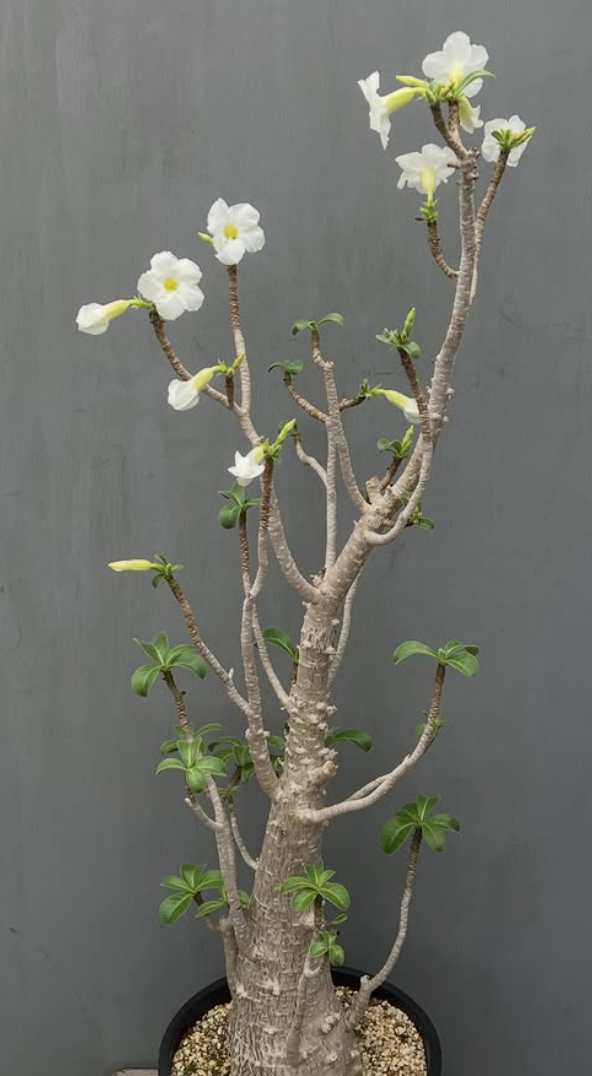 Adenium socotranum White flower 6 Pieces Seeds