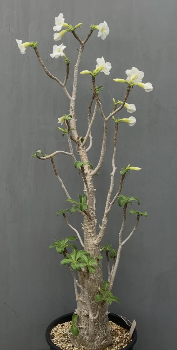 Adenium socotranum White flower 6 Pieces Seeds