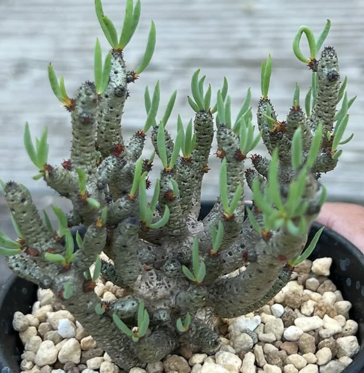 Tylecodon buchholzianus 7 Pieces Seeds