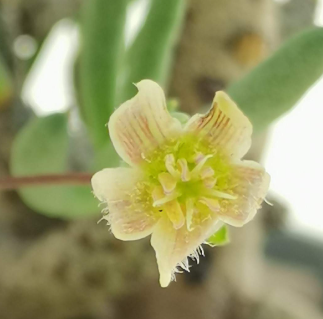 Tylecodon buchholzianus 7 Pieces Seeds