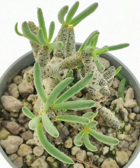 Tylecodon buchholzianus 7 Pieces Seeds