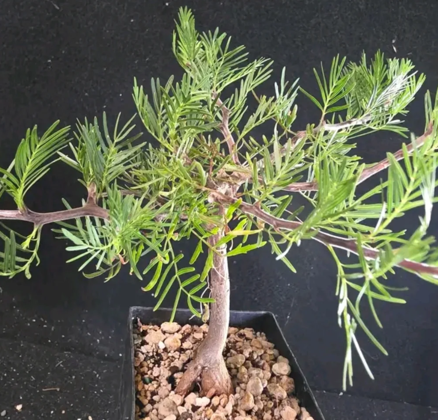 Bursera Galeottiana 4 Pieces Seeds