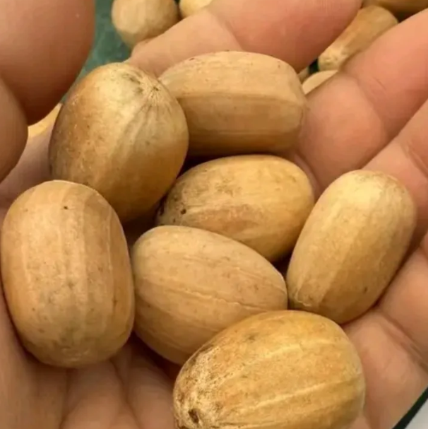 Encephalartos latifrons 2 Pieces Seeds