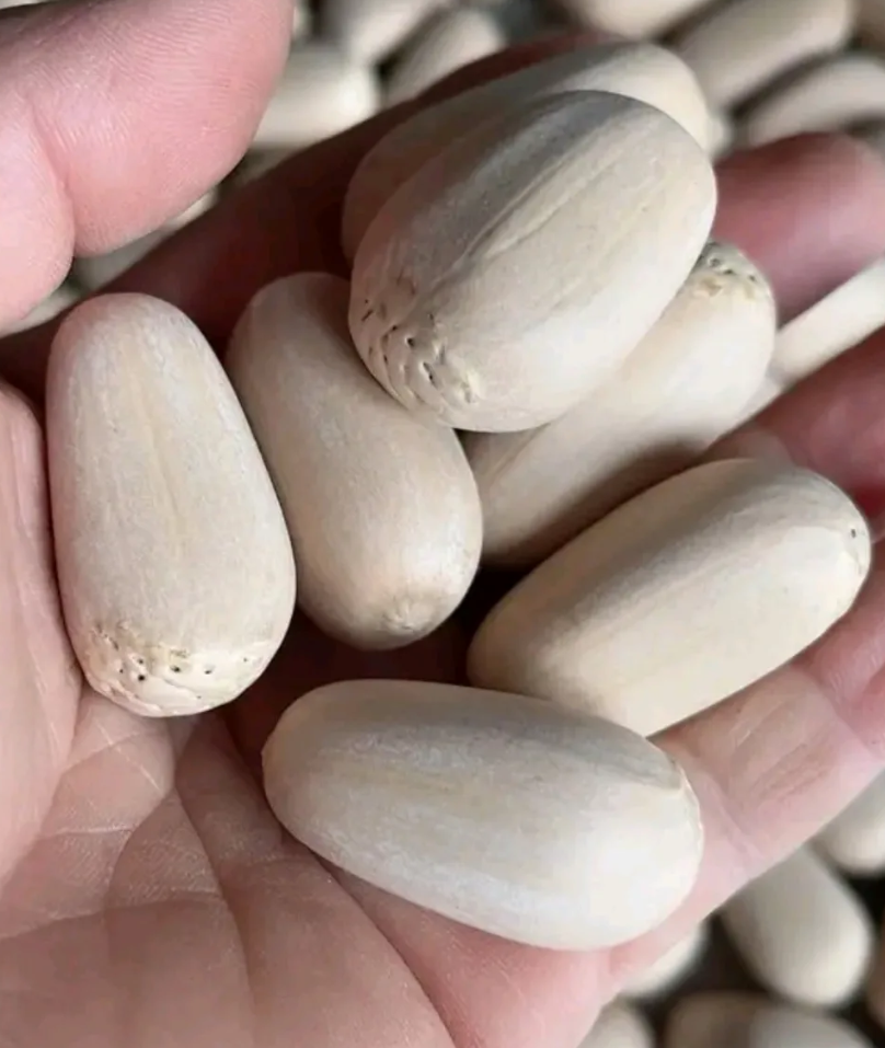 Encephalartos nubimontanus 2 Pieces Seeds