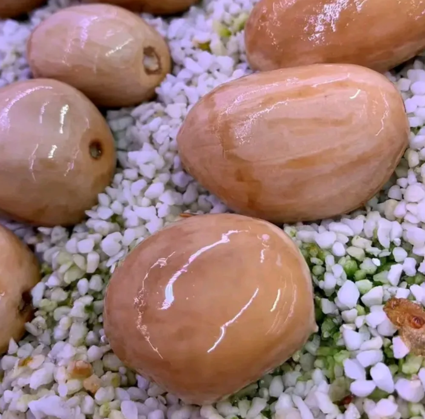 Macrozamia macdonnellii 2 Pieces Seeds