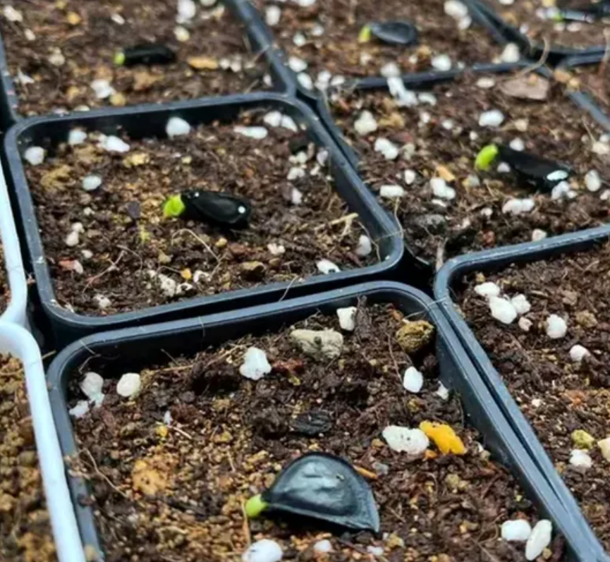 Worsleya procera 4 Pieces Seeds