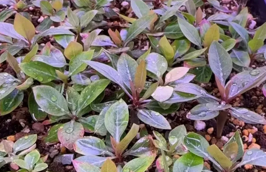 Fouquieria fasciculata 10 Pieces Seeds