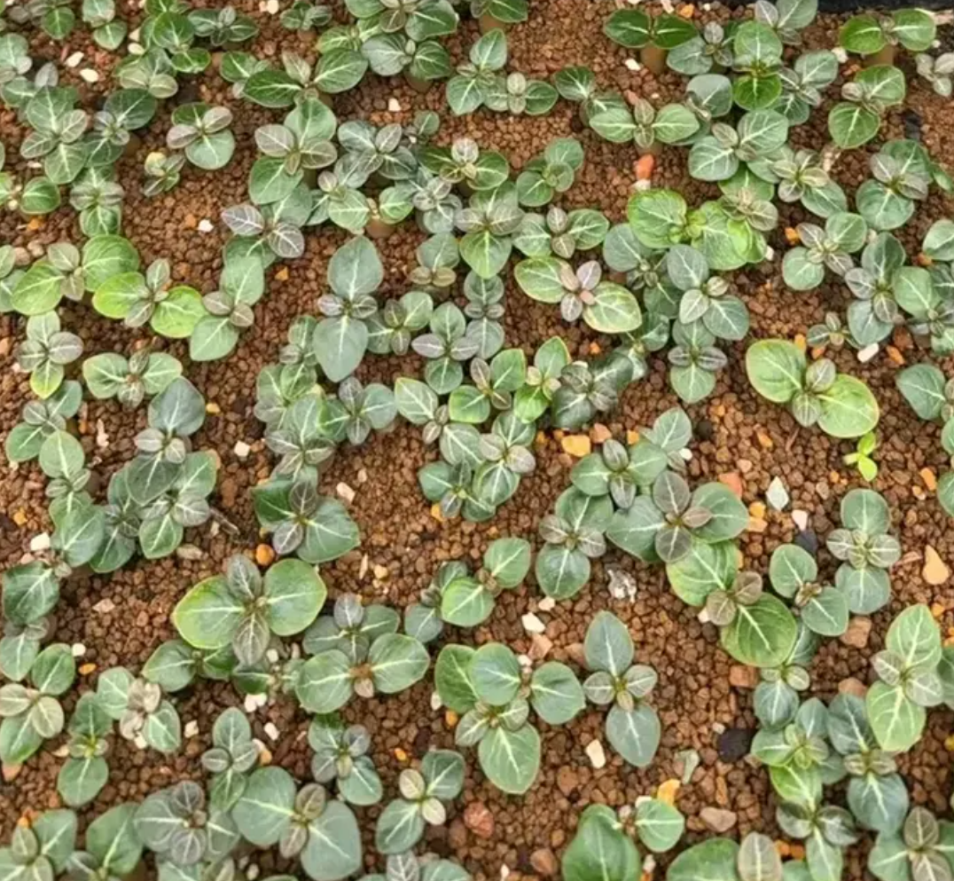Adenium socotranum 8 Pieces Seeds