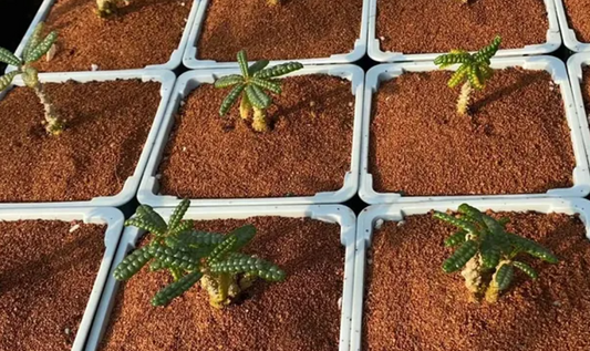 Dorstenia gigas bullata 6 Pieces Seeds