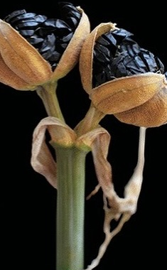 Hippeastrum velloziflorum 5 Pieces Seeds