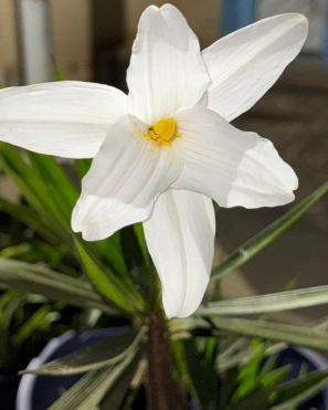 Hippeastrum velloziflorum 5 Pieces Seeds