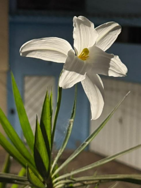 Hippeastrum velloziflorum 5 Pieces Seeds