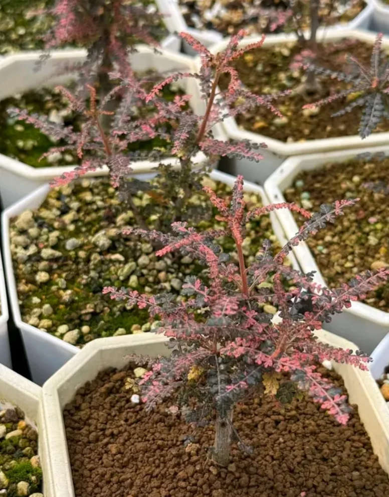 Boswellia socotrana variegated 5 Pieces Seeds