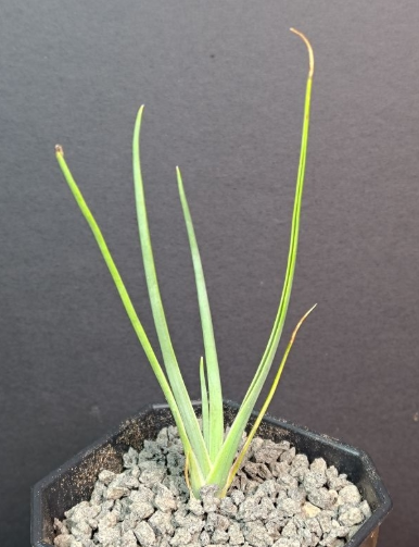 Dracaena serrulata 7 Pieces Seeds