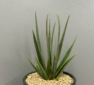 Dracaena cinnabari 10 Pieces Seeds