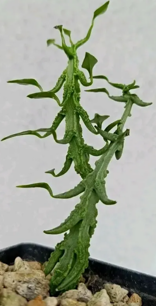 Ceropegia simoneae 5 Pieces Seeds
