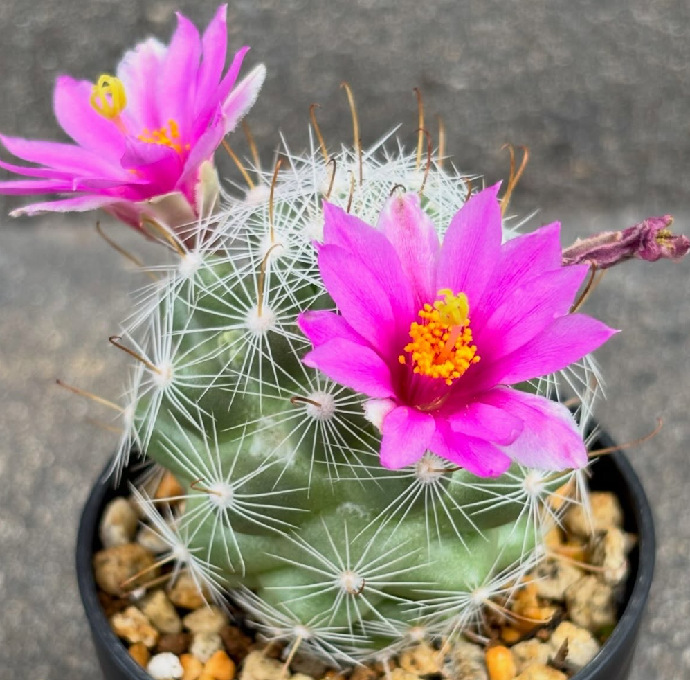 Mammillaria boolii 10 Pieces Seeds