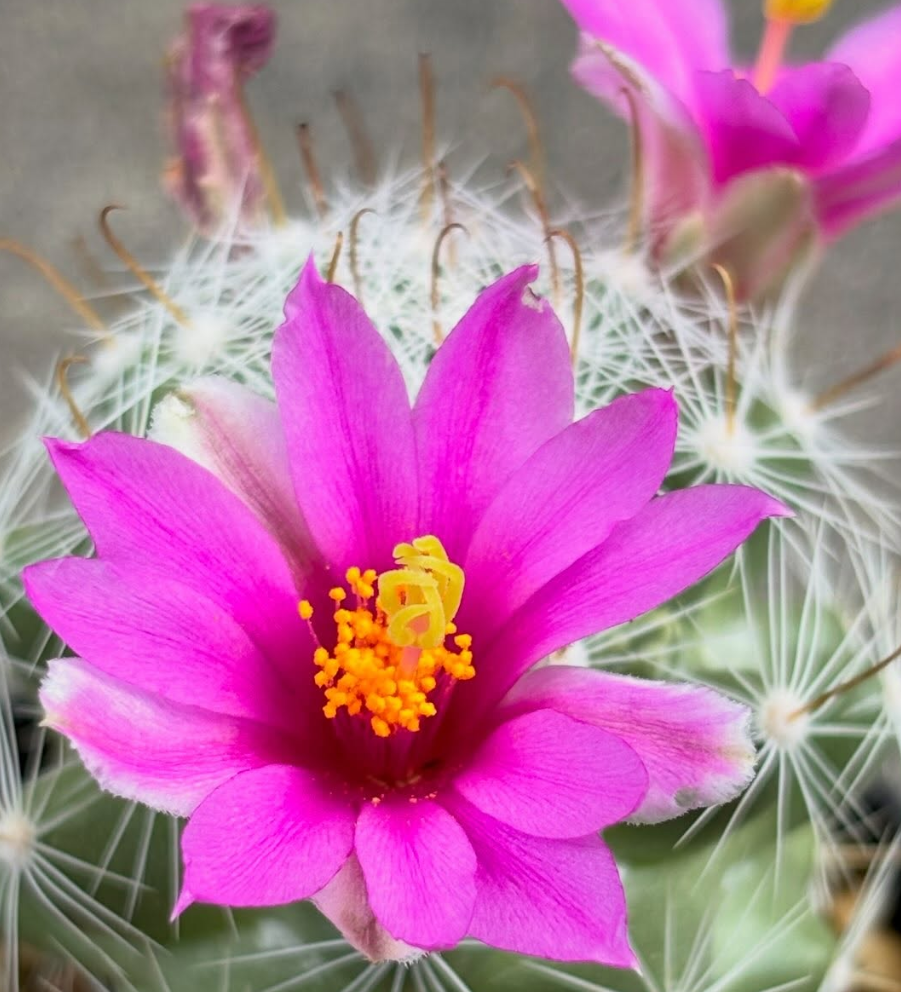 Mammillaria boolii 10 Pieces Seeds