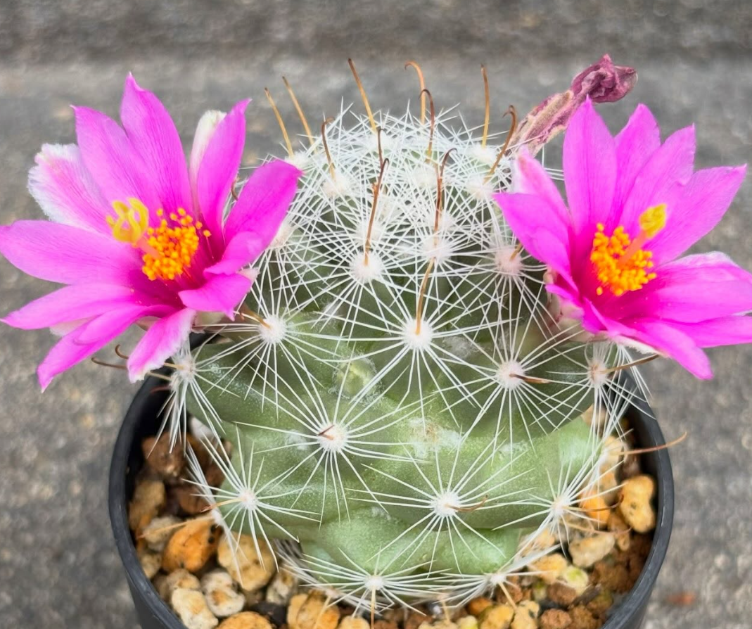 Mammillaria boolii 10 Pieces Seeds