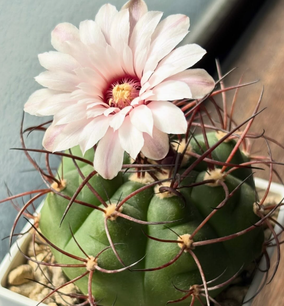 Gymnocalycium chiquitanum 10 Pieces Seeds