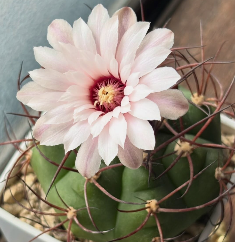 Gymnocalycium chiquitanum 10 Pieces Seeds