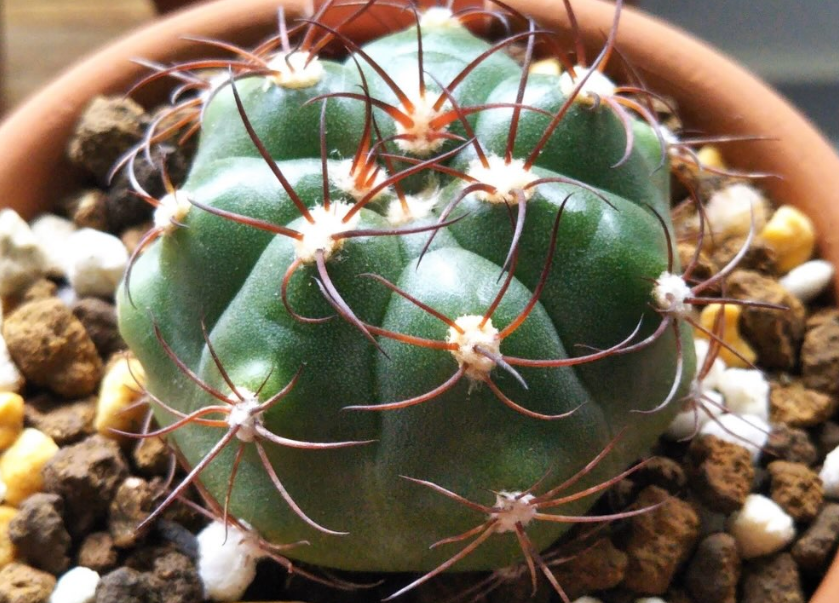 Gymnocalycium chiquitanum 10 Pieces Seeds