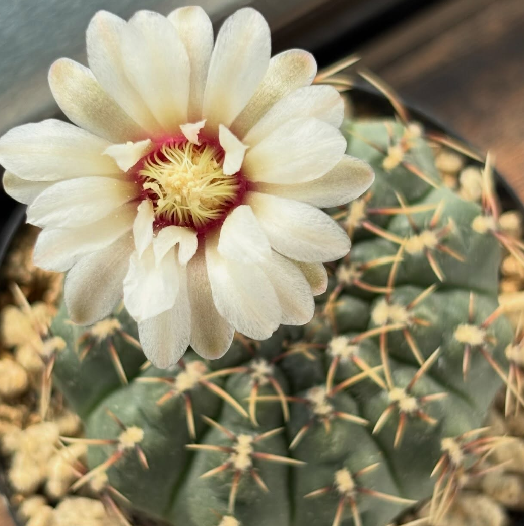 Gymnocalycium chiquitanum 10 Pieces Seeds