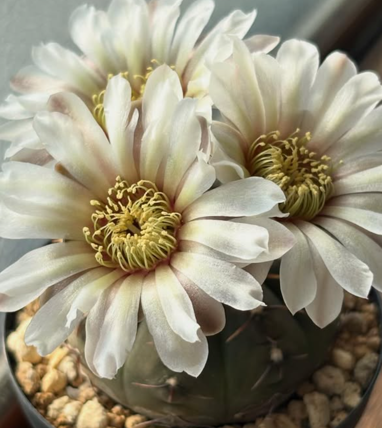Gymnocalycium bodenbenderianum 10 Pieces Seeds