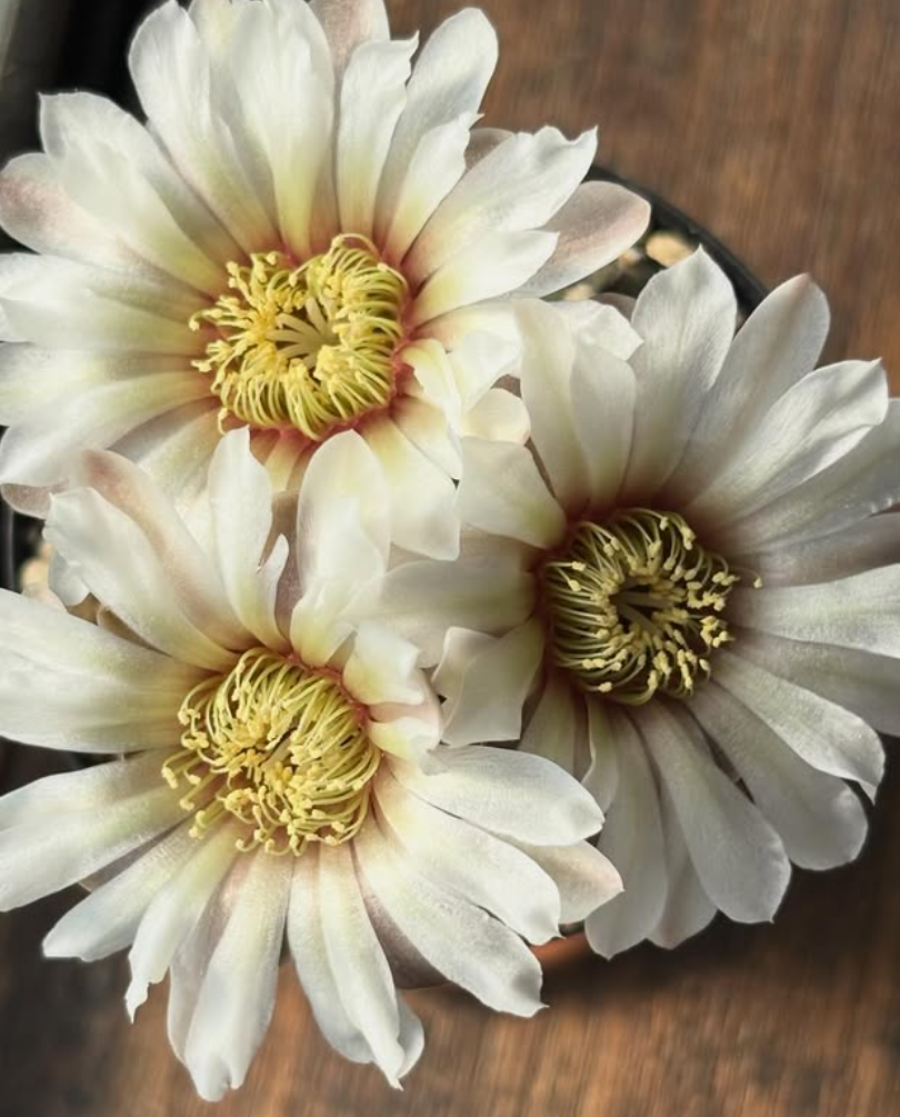 Gymnocalycium bodenbenderianum 10 Pieces Seeds