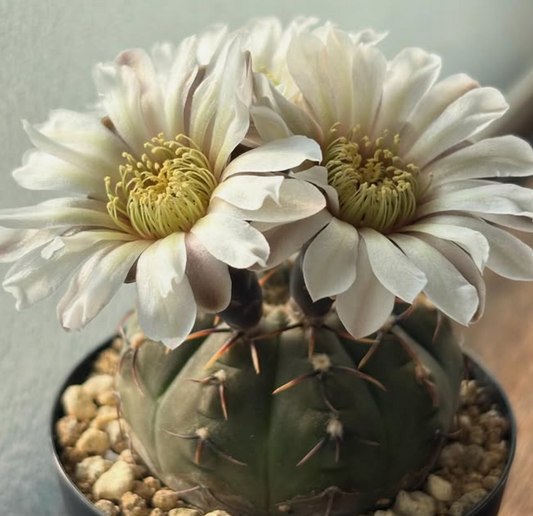 Gymnocalycium bodenbenderianum 10 Pieces Seeds