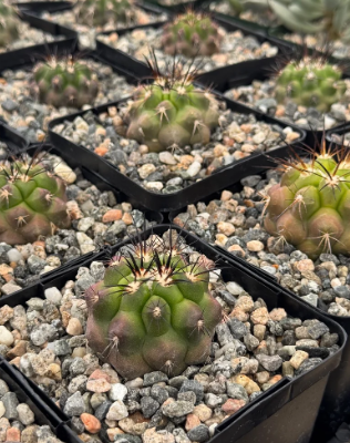 Copiapoa streptocaulon 10 Pieces Seeds