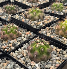 Copiapoa streptocaulon 10 Pieces Seeds