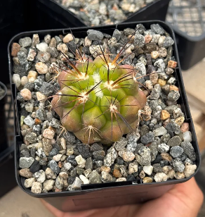 Copiapoa streptocaulon 10 Pieces Seeds