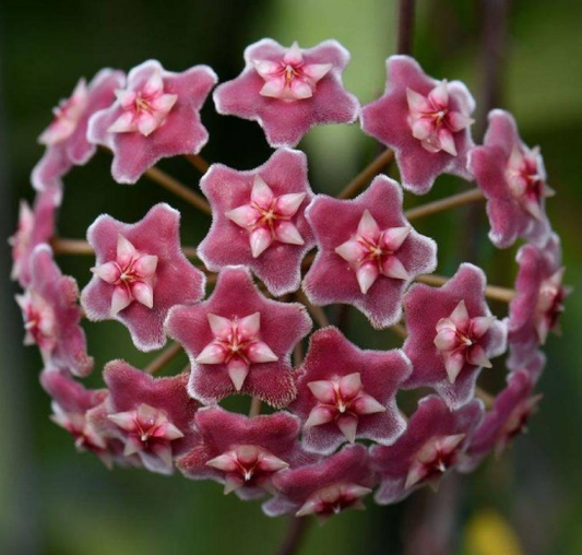 Hoya pubicalyx 'Jungle Garden' 10 Pieces Seeds