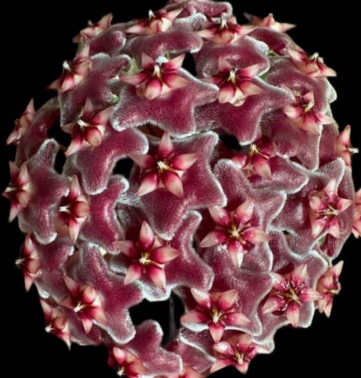 Hoya pubicalyx 'Jungle Garden' 10 Pieces Seeds