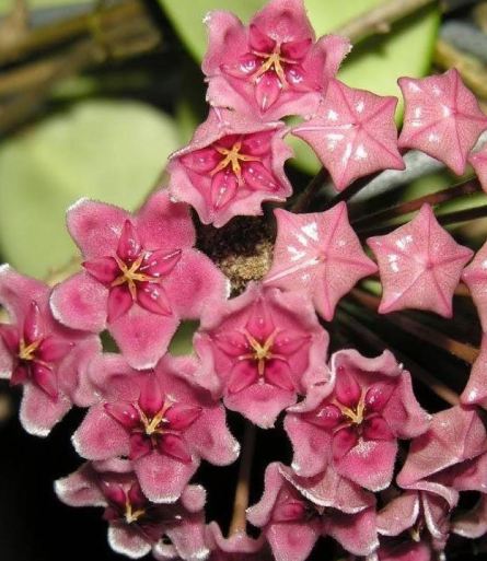 Hoya pubicalyx 'Jungle Garden' 10 Pieces Seeds
