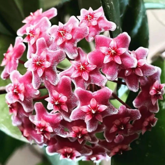 Hoya pubicalyx 'Jungle Garden' 10 Pieces Seeds