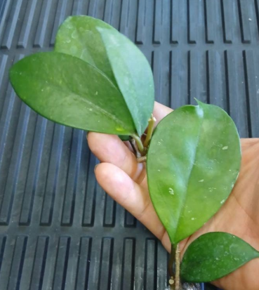 Hoya pubicalyx 'Jungle Garden' 10 Pieces Seeds