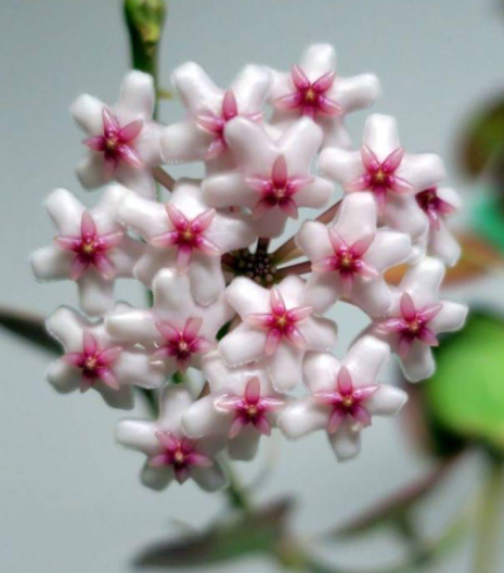 Hoya sp. NS05-055 10 Pieces Seeds