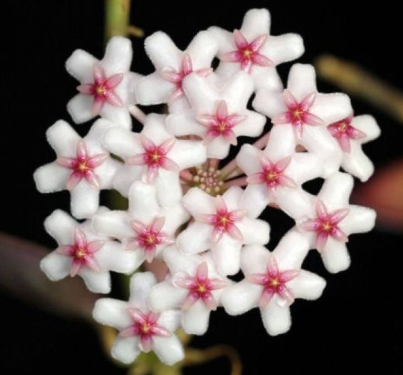 Hoya sp. NS05-055 10 Pieces Seeds