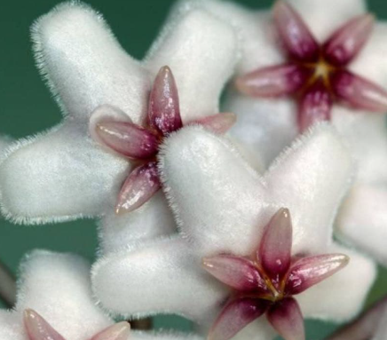 Hoya sp. NS05-055 10 Pieces Seeds