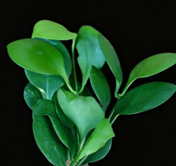 Hoya sp. NS05-055 10 Pieces Seeds