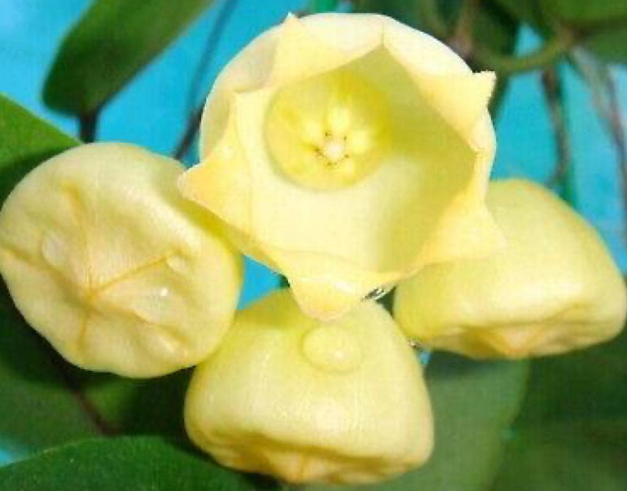 Hoya inflata 10 Pieces Seeds