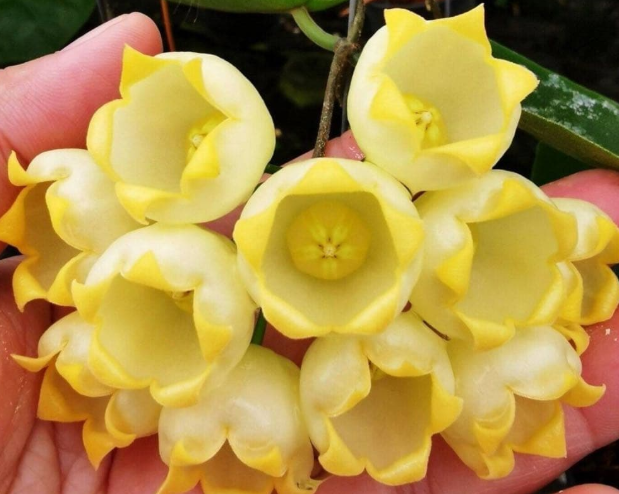 Hoya inflata 10 Pieces Seeds