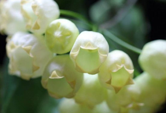 Hoya inflata 10 Pieces Seeds