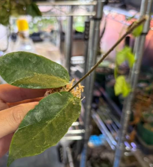 Hoya inflata 10 Pieces Seeds