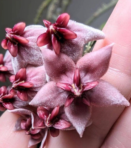 Hoya piestolepis 10 Pieces Seeds