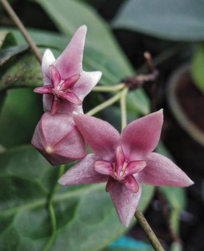 Hoya piestolepis 10 Pieces Seeds