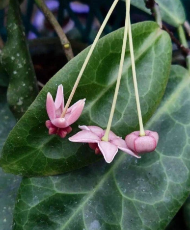 Hoya piestolepis 10 Pieces Seeds